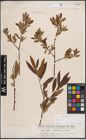 Foto von Salix atrocinerea Brot. x Salix viminalis L.